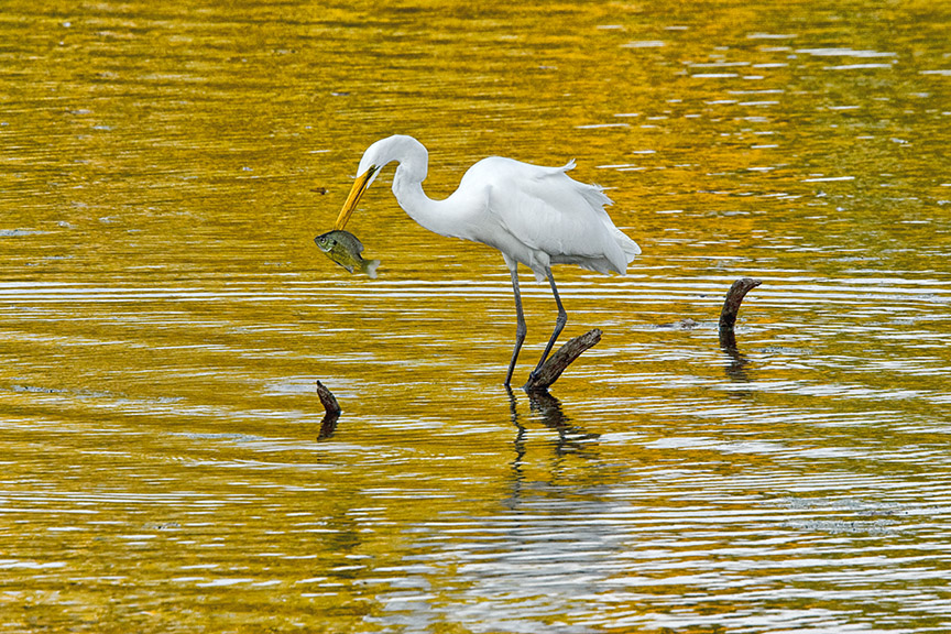 Great Egret CF_80I4504 v4