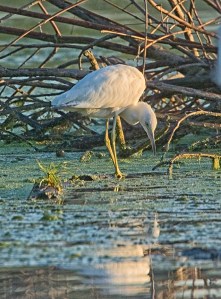 imm ltl blue heron_MA_2392a