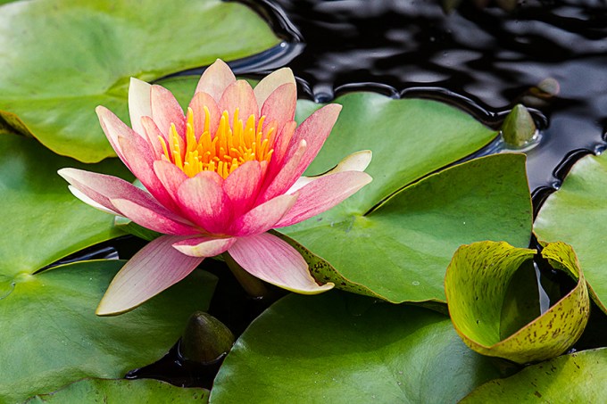 lg water lily v1_43G4995