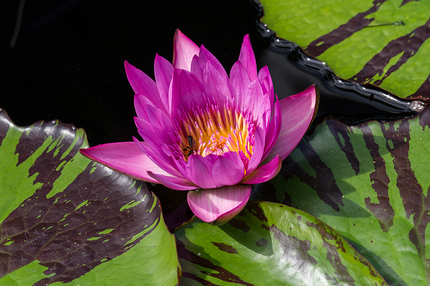 lg water lily v2_43G4878
