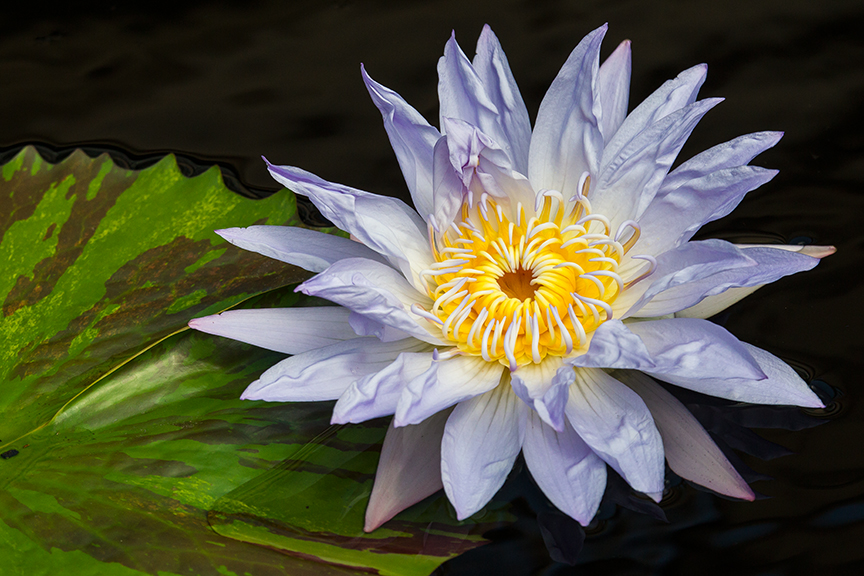 LG Water lily v2_43G4911