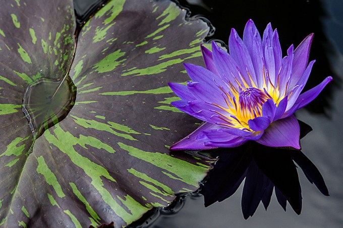 lg water lily v2_hp 43G4977