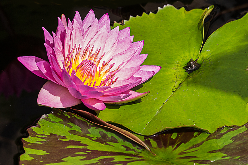 lg water lily v3 hp_43G4933