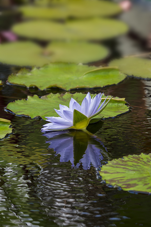 lg_water lily v1 43G4887