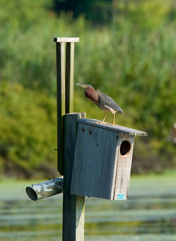 ltl_grn_heron_cf_MA_1571