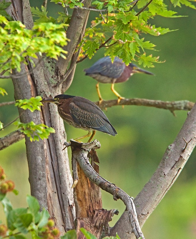 ltl_grn_heron_cf_MA_8463a