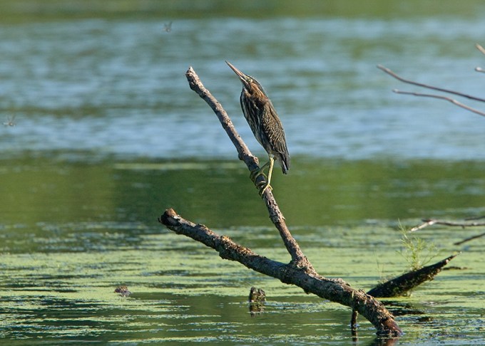 Ltl_Grn_Heron_cf_MA_881ba