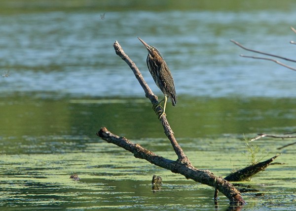 Ltl_Grn_Heron_cf_MA_881ba