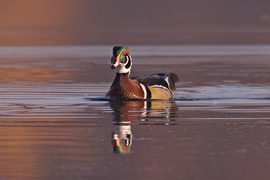 _MG_8719 cf wood duck v3