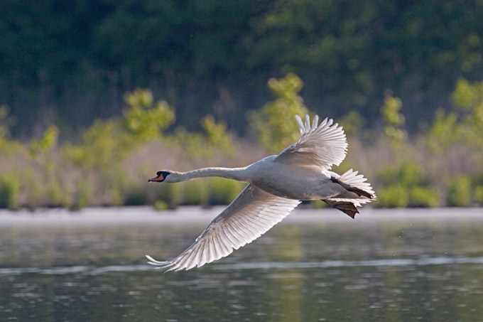 mute swan flying cf_MG_1575