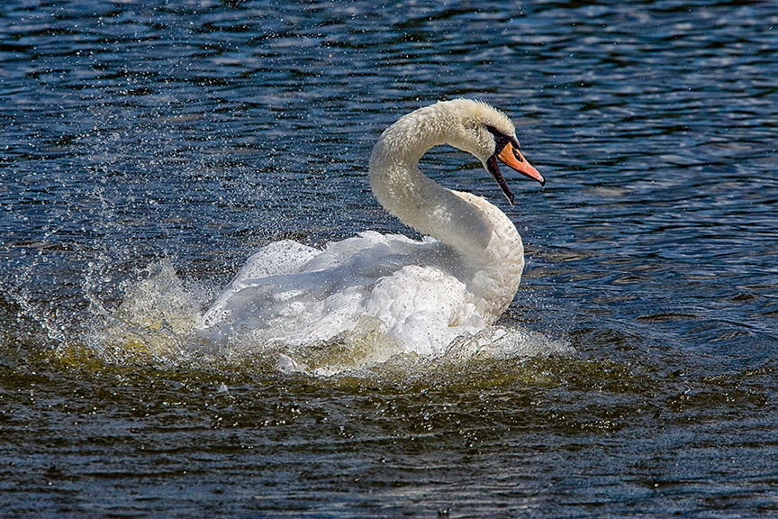 Mute_Swan_v1_cf_80I3338