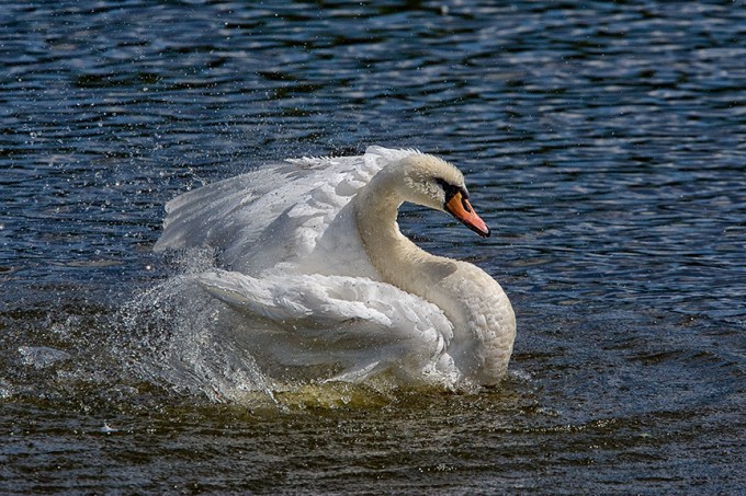 Mute_Swan_v1_cf_80I3344