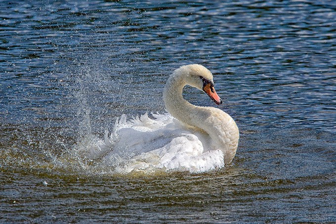 Mute_Swan_v1_cf_80I3345 v2