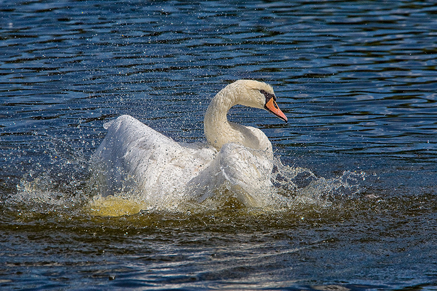 Mute_Swan_v1_cf_80I3348