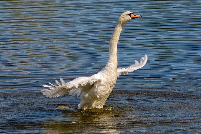 Mute_Swan_v1_cf_80I3429