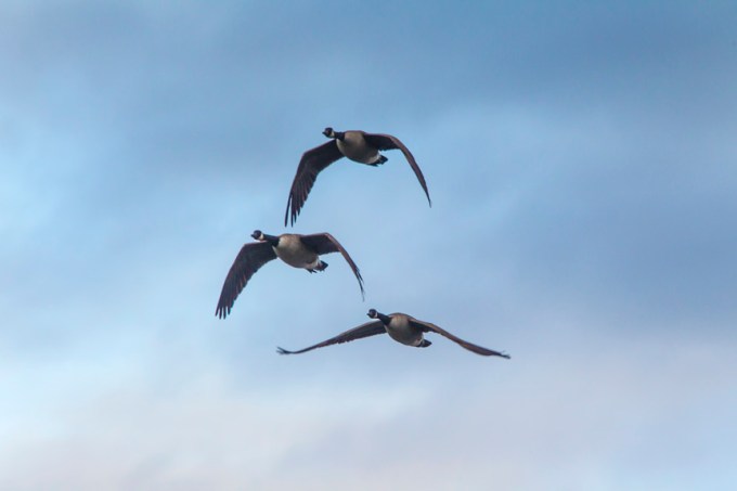 Can Geese CF v3_43G0162