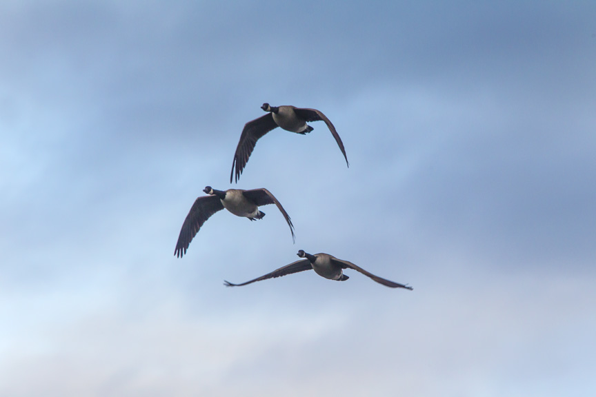 Can Geese CF v3_43G0162