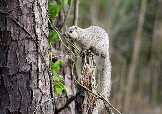 delmarva fox squirrel v2