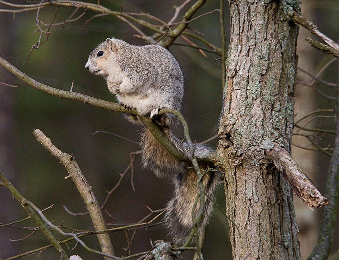 Delmarva Fox squirrel_80I1989A