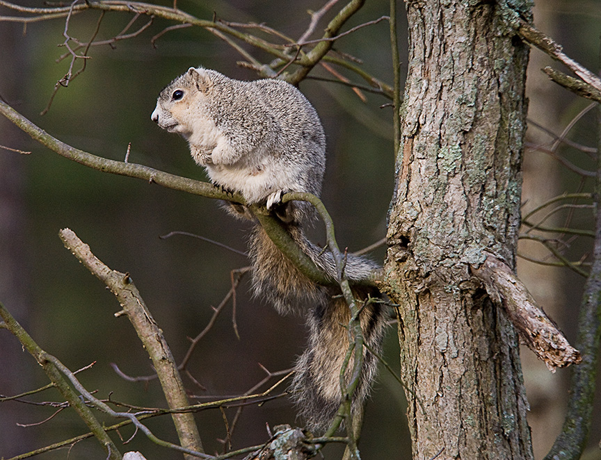 Delmarva Fox squirrel_80I1989A