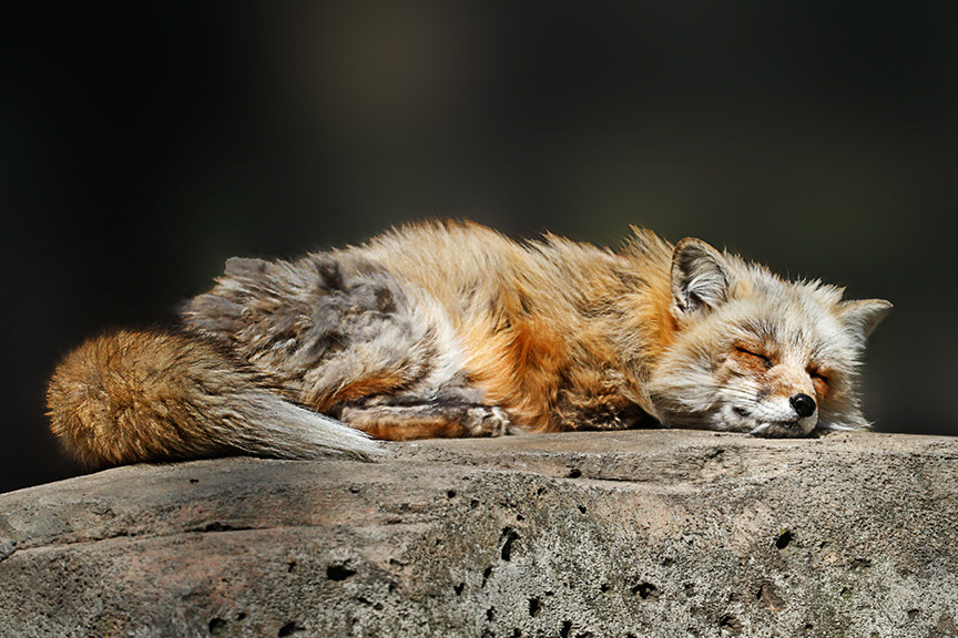 _MG_6887 Fox Sleep