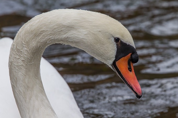 Mute Swan CU McFaul_43G1115