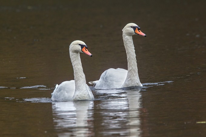 Mute Swan McFaul 43G1044 v1