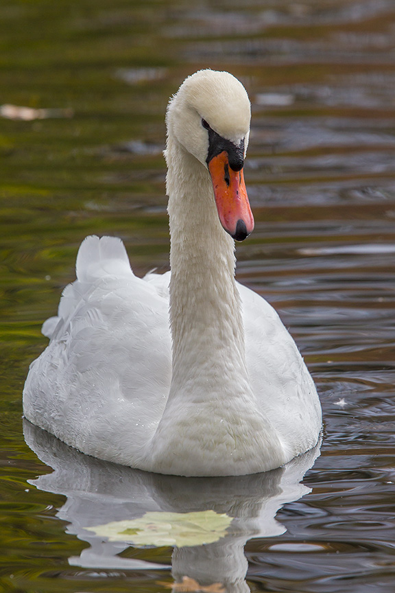 Mute Swan McFaul_43G1222 v1
