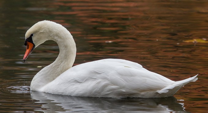 Mute Swan McFaul_43G1279 v1