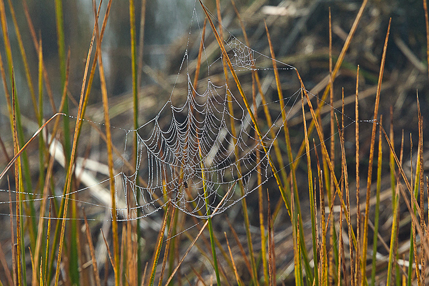 spider web bwr_43G8039 v3
