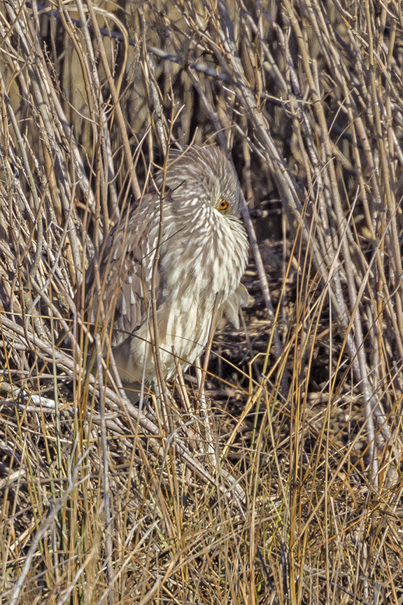 bcnh im brig v2_43G4923