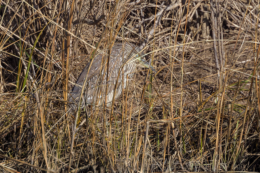 Immature BCNH brig v2_43G4911