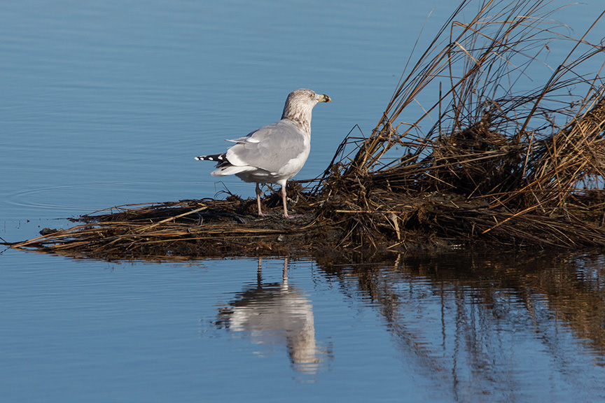 Ring-billed Gull brig v1_43G4892