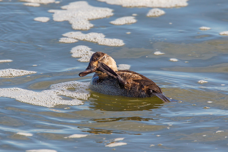 rudy duck brig v1_43G4755