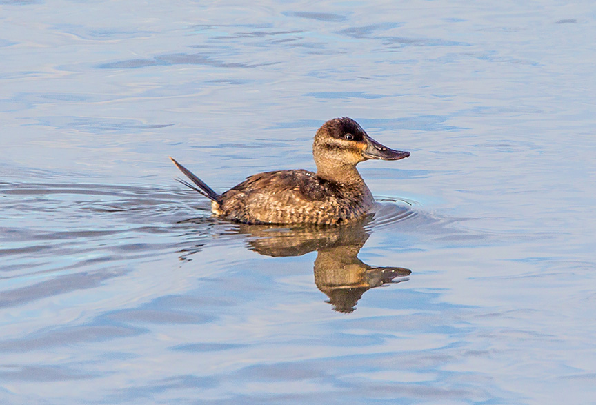 rudy duck v2_43G4120