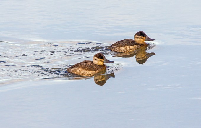 rudy ducks brig v2_43G3834