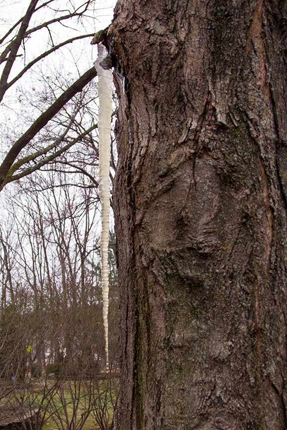 sap sicle yard v3_43G6323