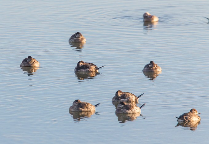 sleeping rudy brig_43G2608 v1