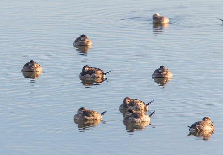 sleeping rudy brig_43G2608 v1