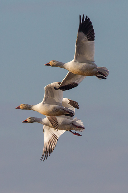 snow geese brig v1_43G4195
