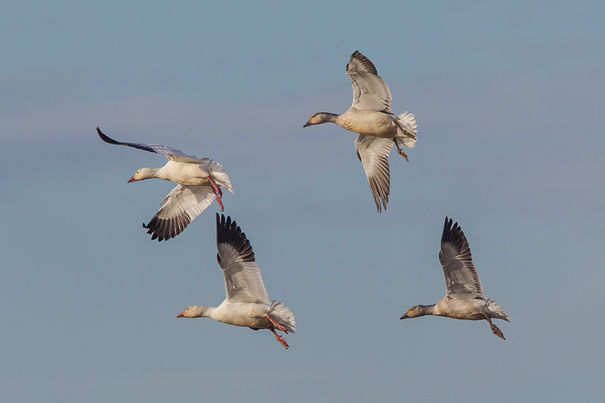 snow geese brig v2_43G4078