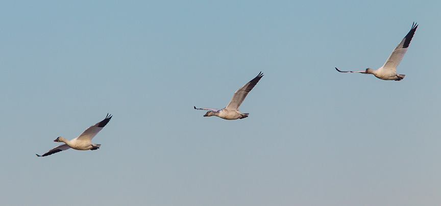 snow geese brig v2_43G4144