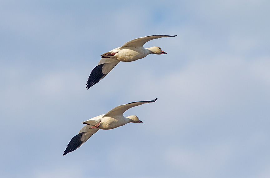 snow geese brig v2_43G4174