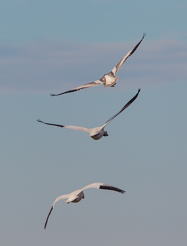 snow geese brig v3_43G4185