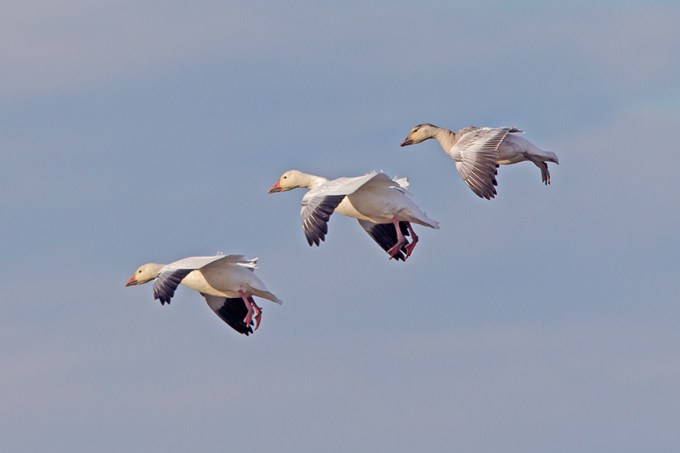 snow geese brig v4_43G3964