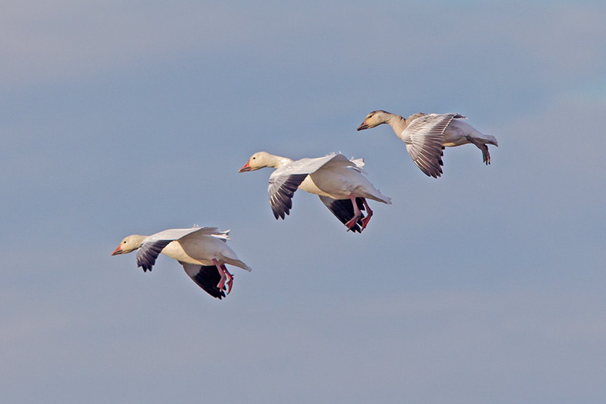 snow geese brig v4_43G3964