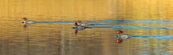 _43G6956 merganser v6