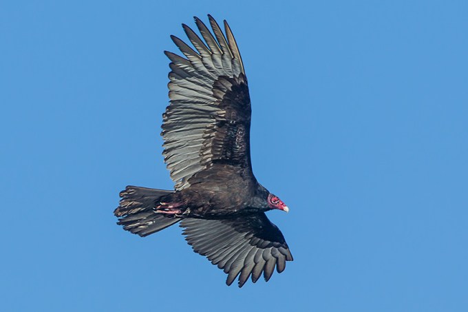 CF Turket Vulture_43G6550 v2