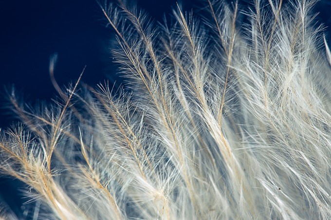 feather 5x v1_43G6026