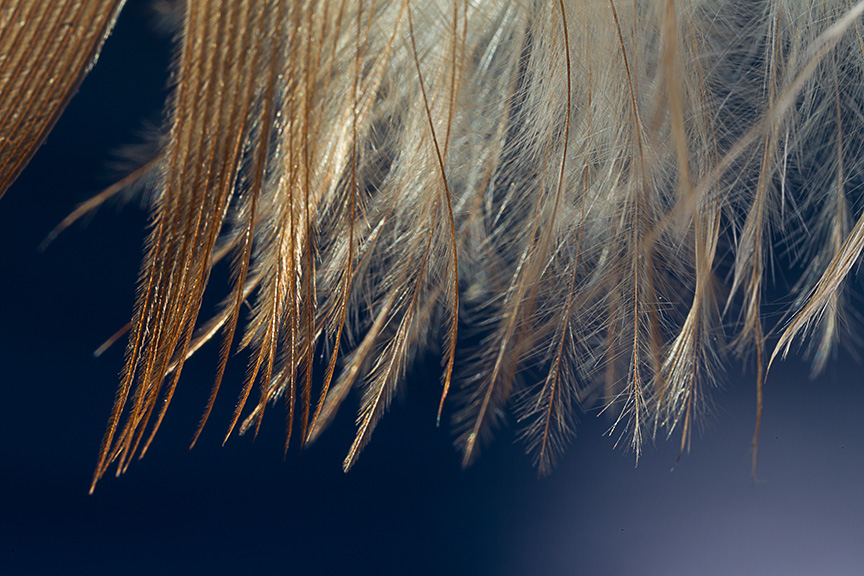 Feather v1_43G5993